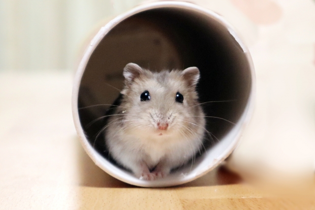 ハムスター